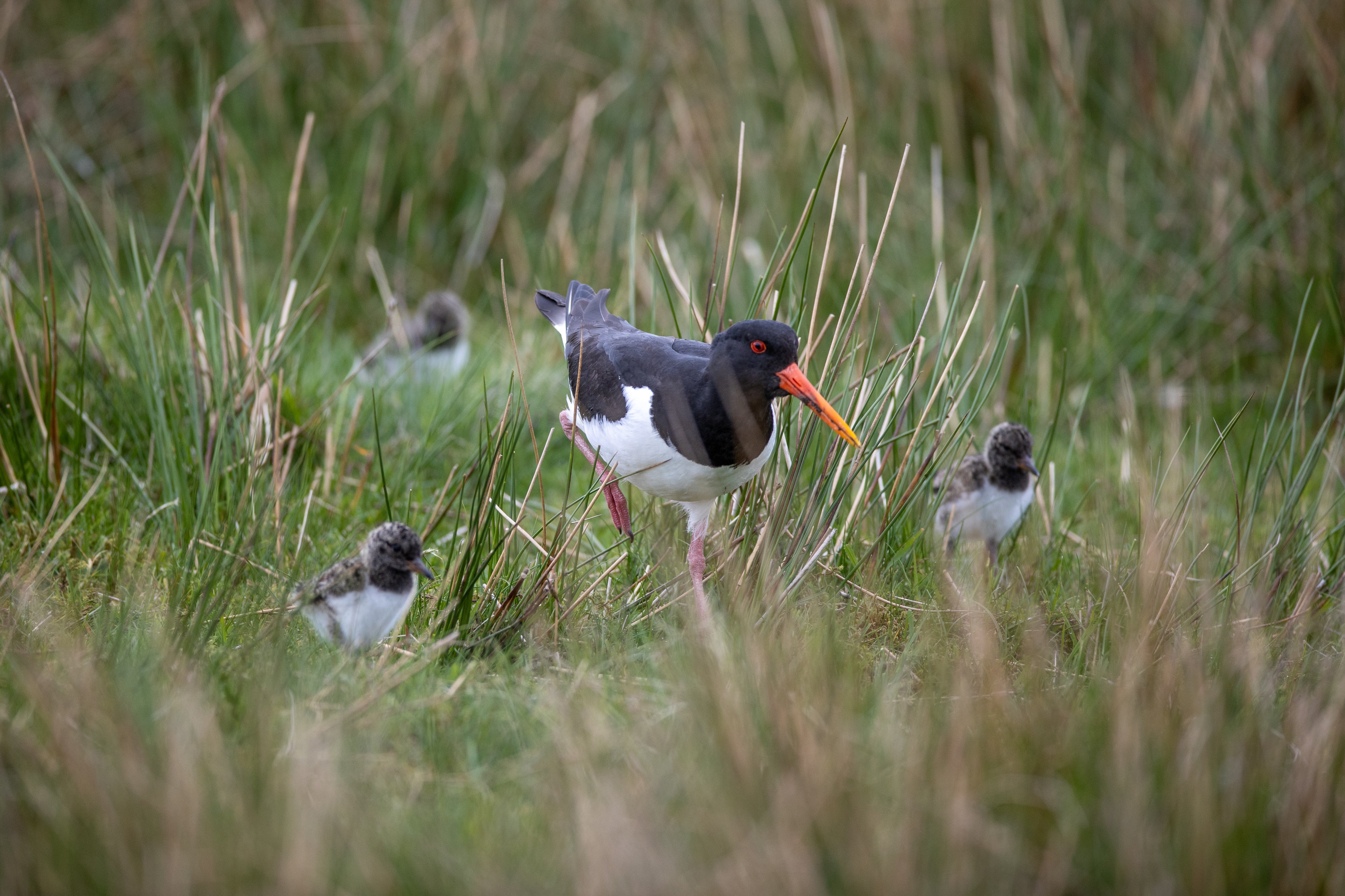 Grouse shooting – the bigger picture