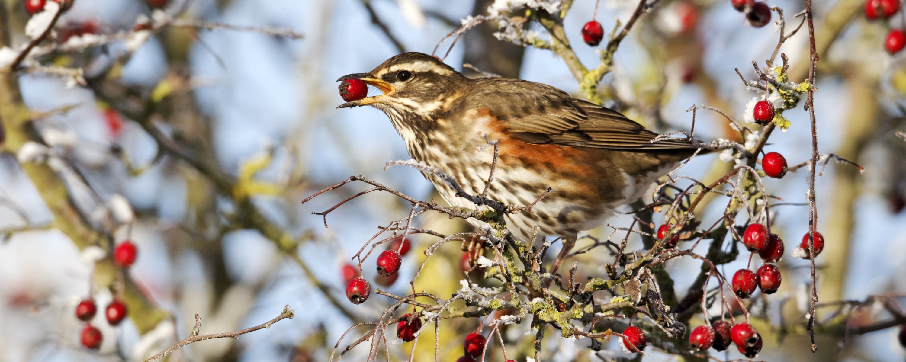 The GWCT Big Farmland Bird Count