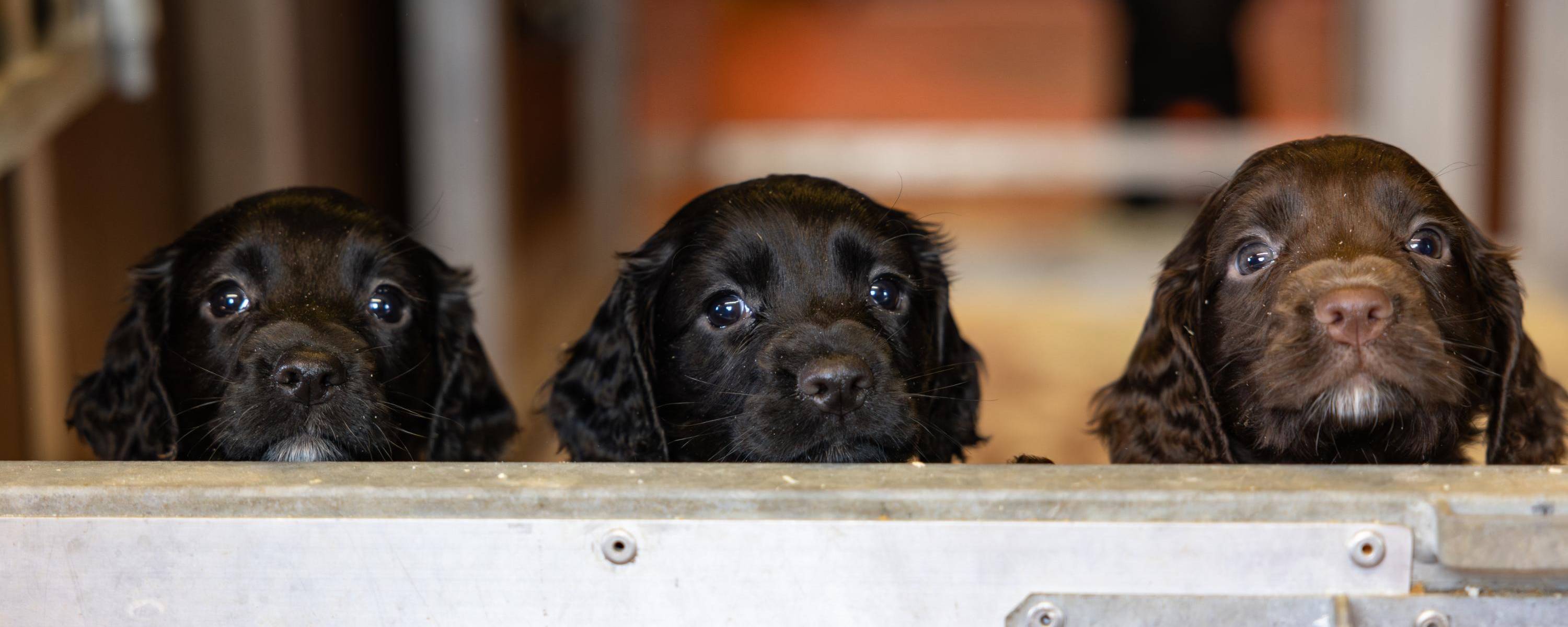 How to choose a gundog puppy