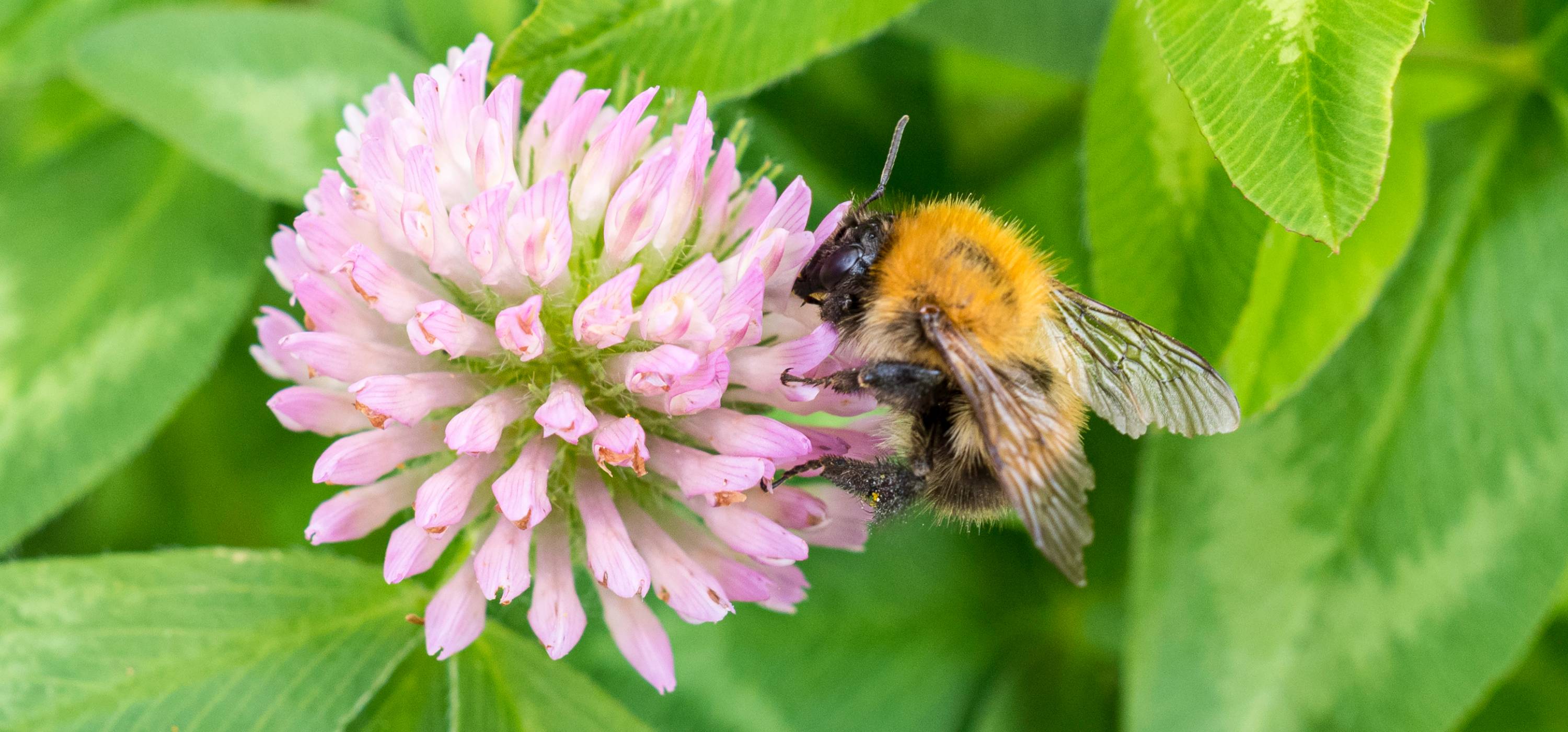 How can we help our pollinators?