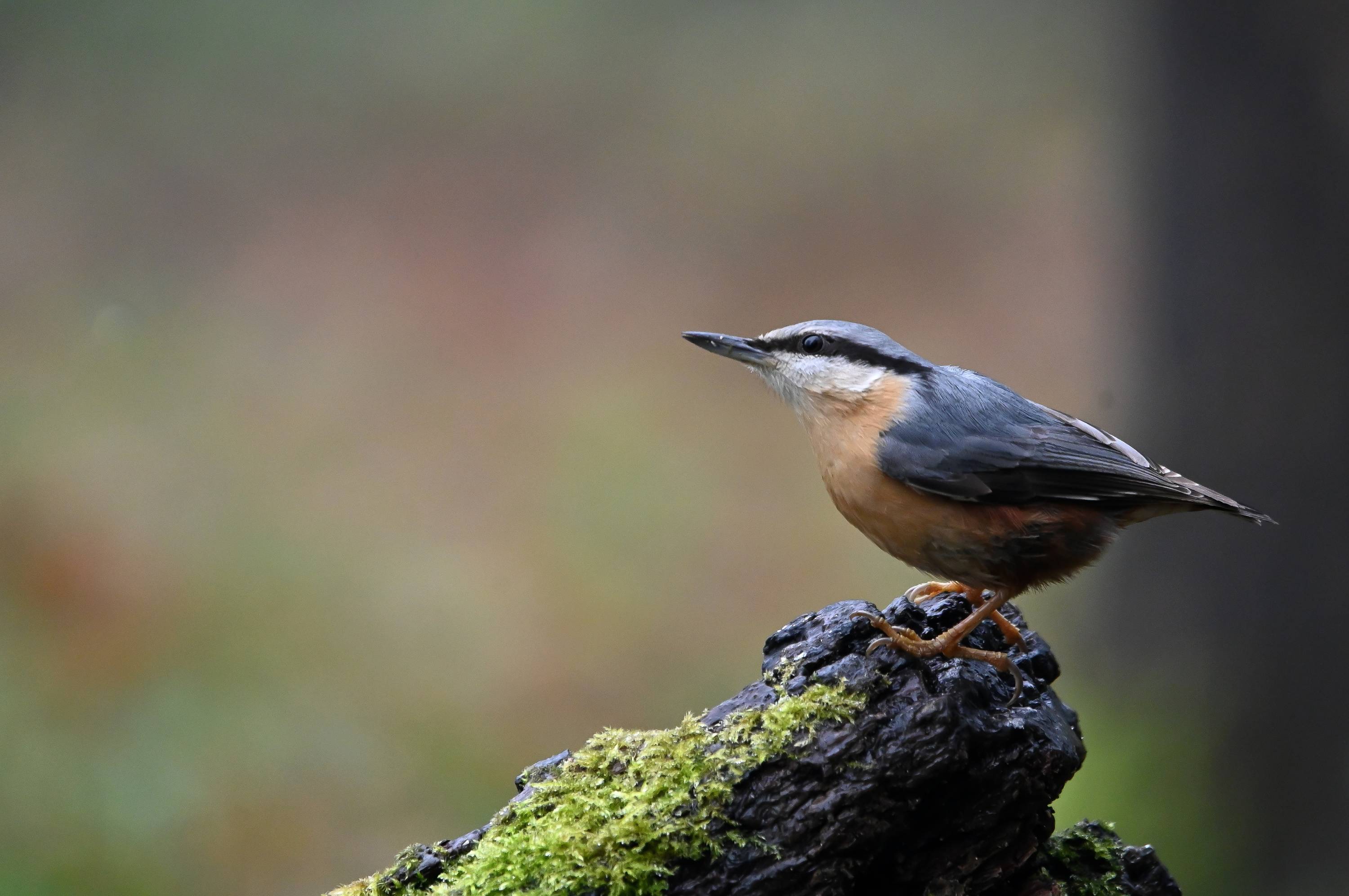 The Big Farmland Bird Count 2025