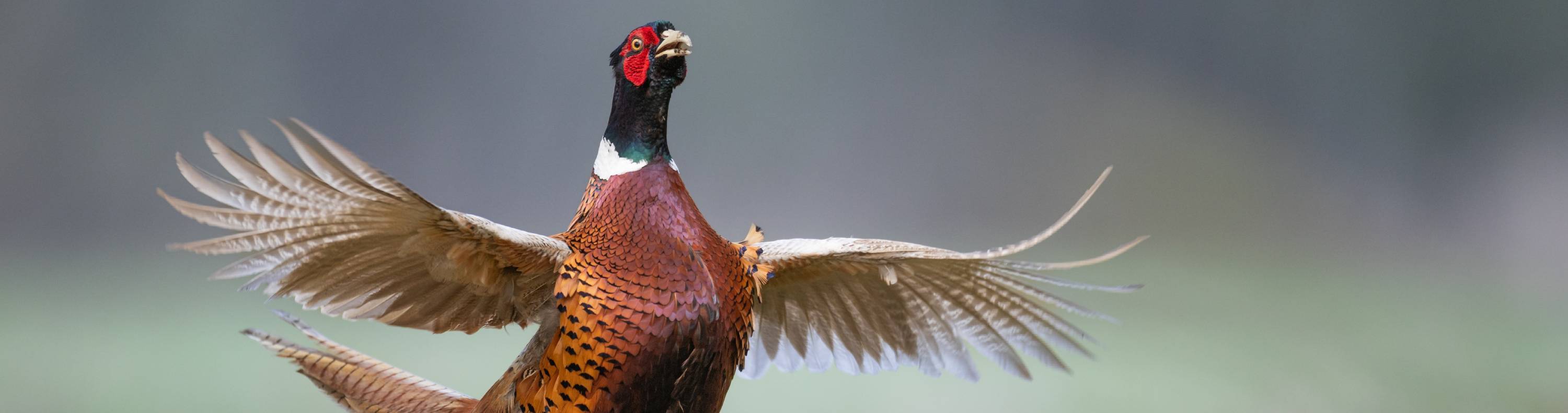 Five things you should probably know about pheasants