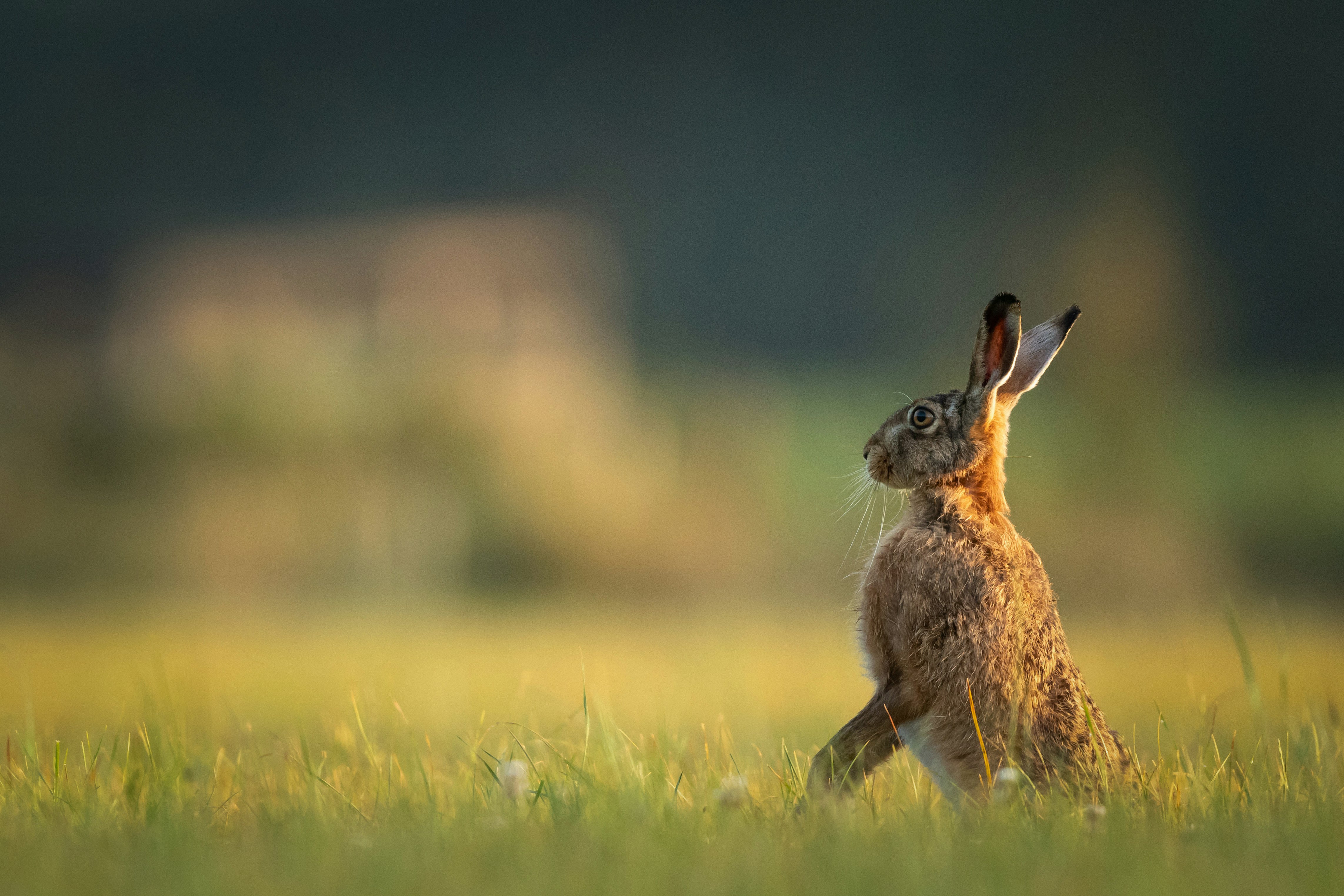 Help us support wildlife-friendly farming