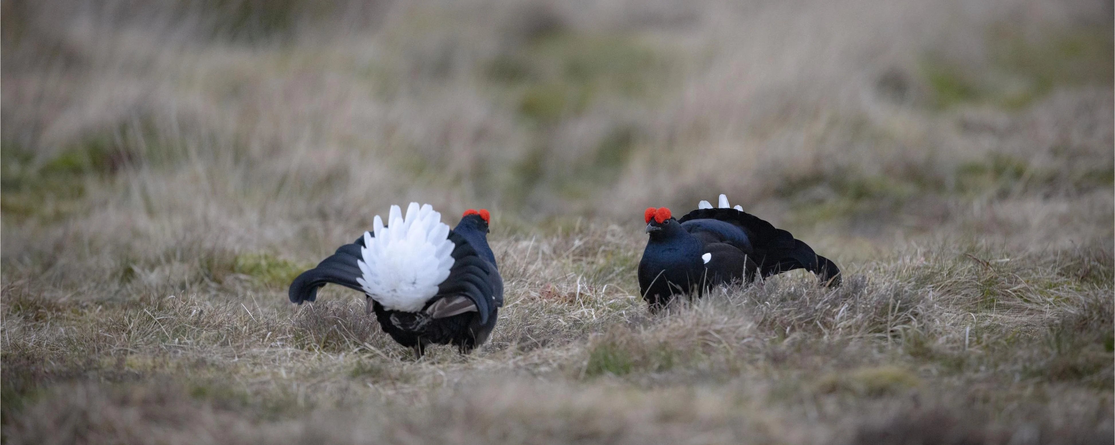 The magic of a black grouse lek