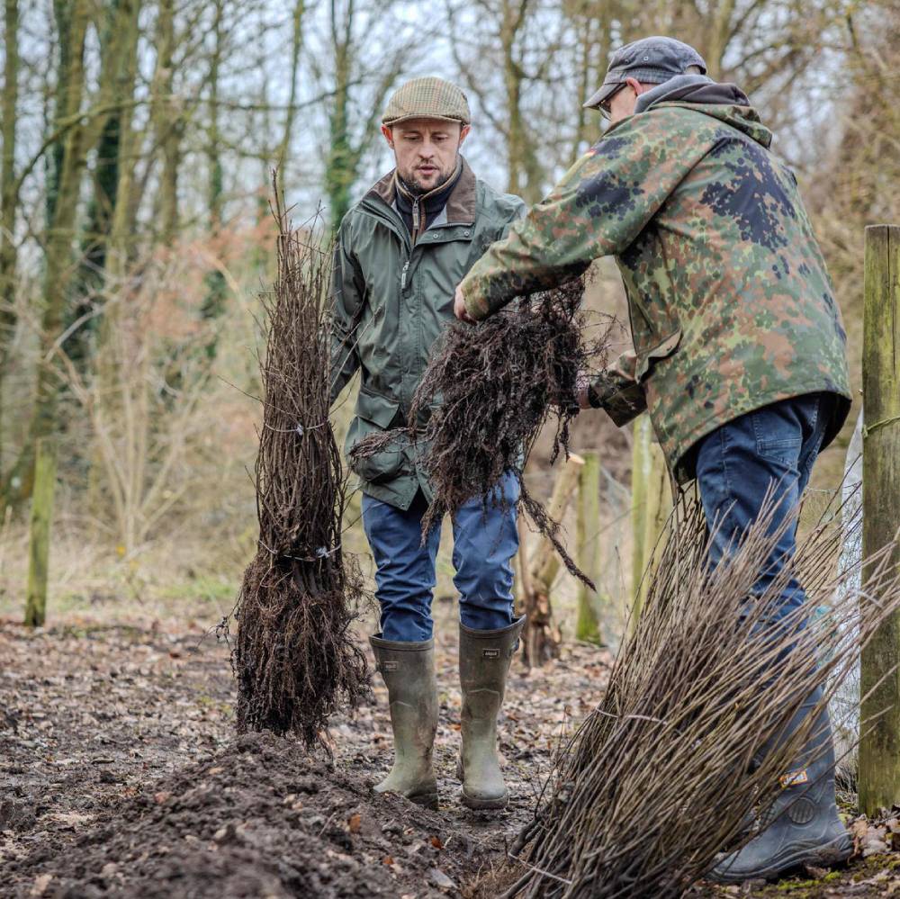 Two men can be seen inspecting bareroot plants ahead of planting in a small woodland.