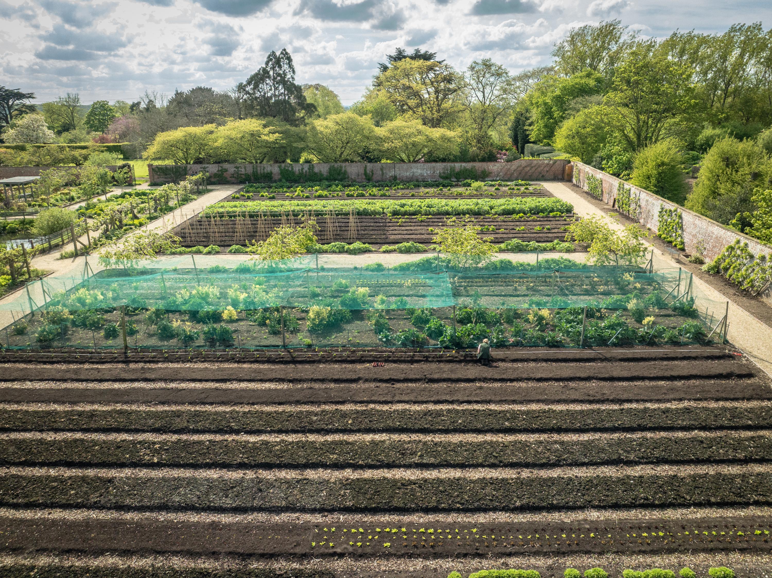 A wide angle shot of a vegetable garden which features rows of produce and netting within a walled garden at Doddington Hall.