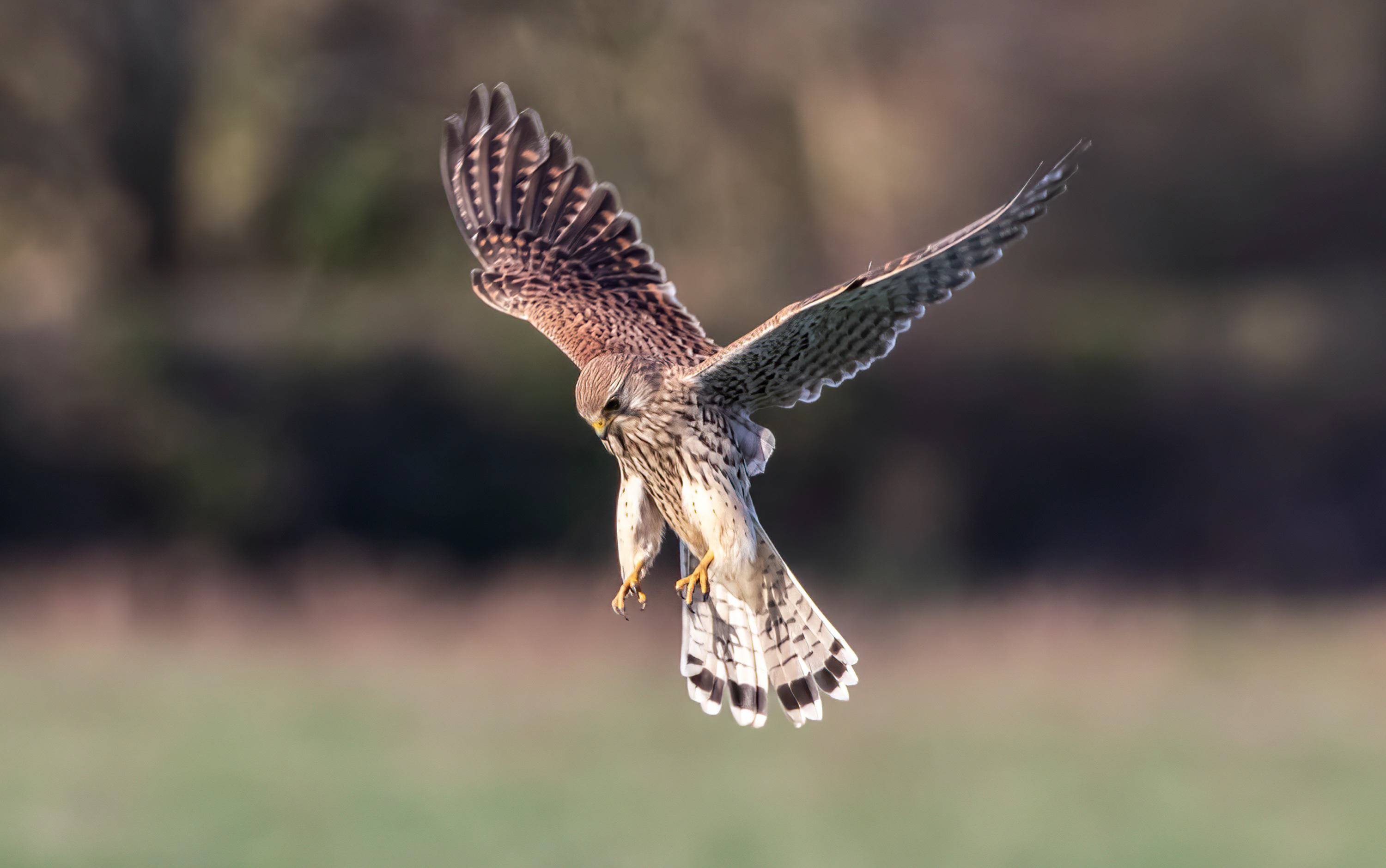 A large owl is hovering above grassland