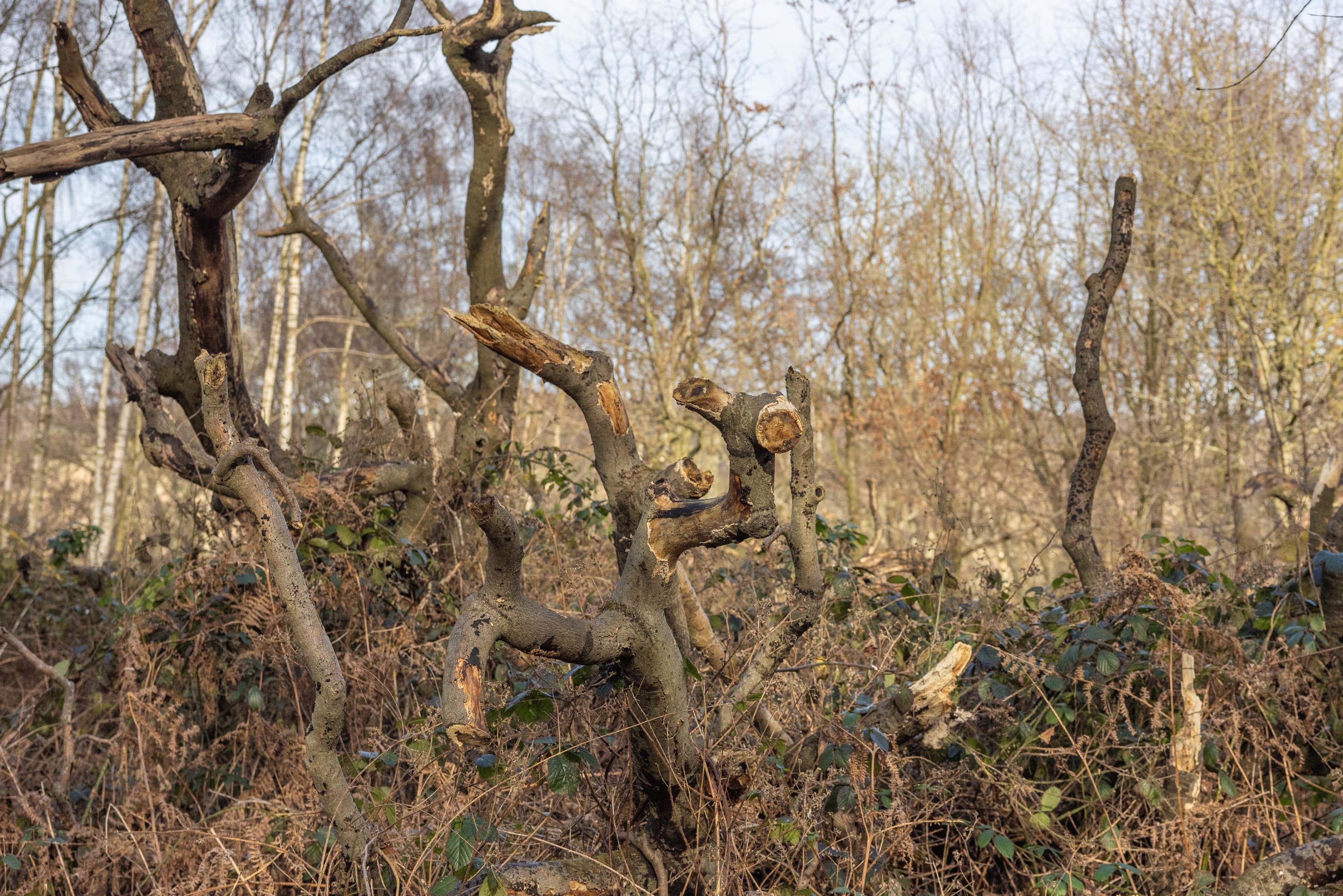 A scenic shot of a fallen tree and some brambles.