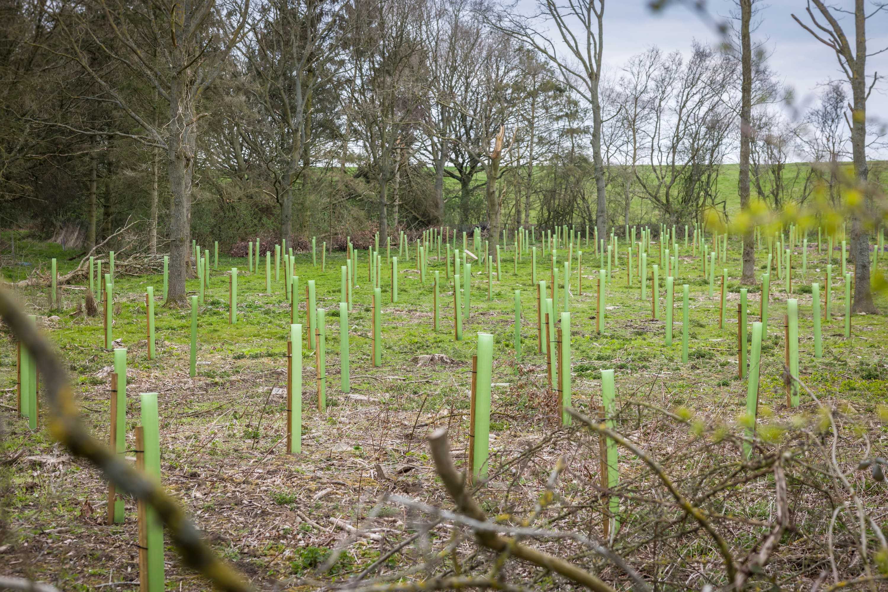 A landscape view of a field with stakes in the ground for new plants or trees.