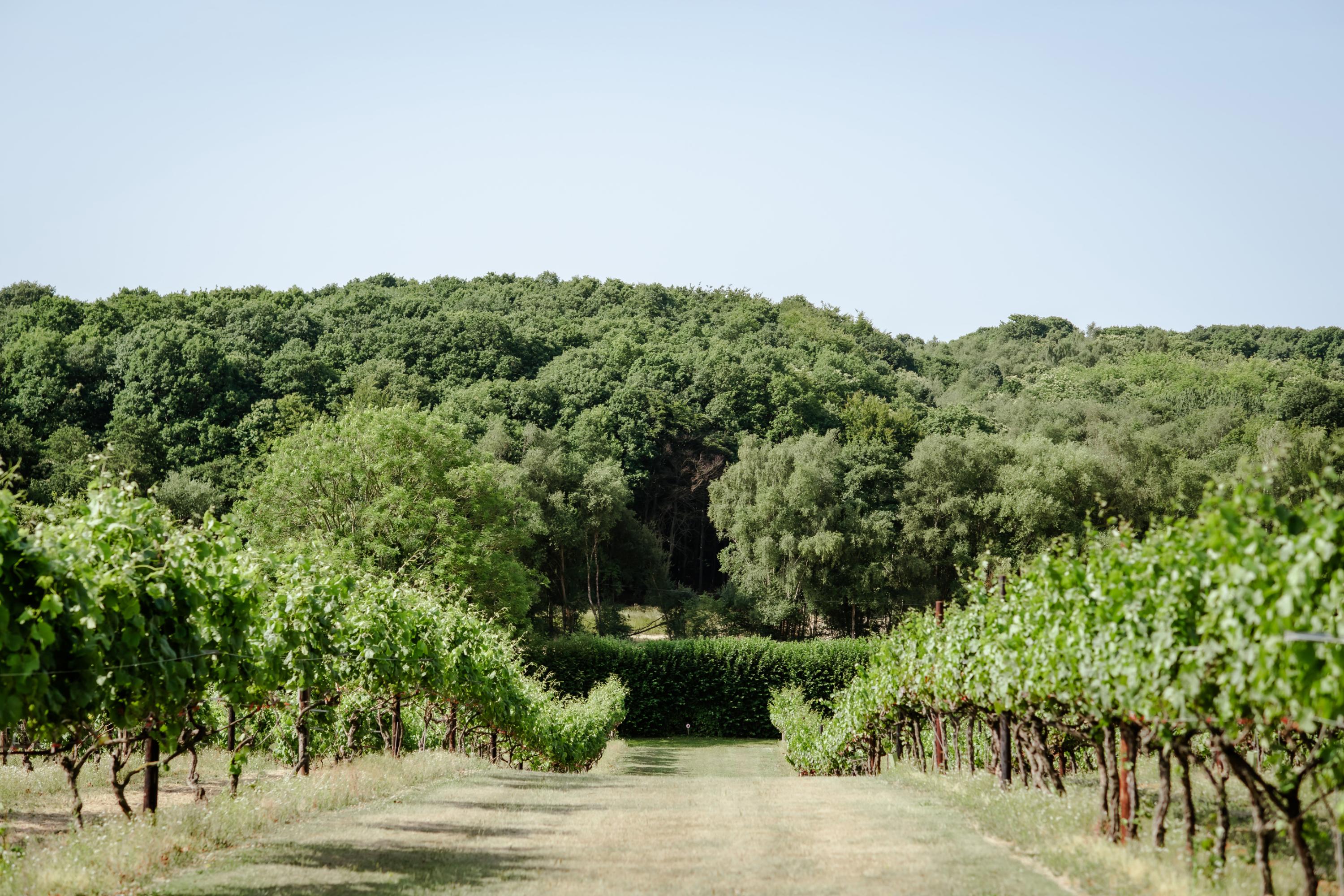 A landscape shot of an avenue down a vineyard.