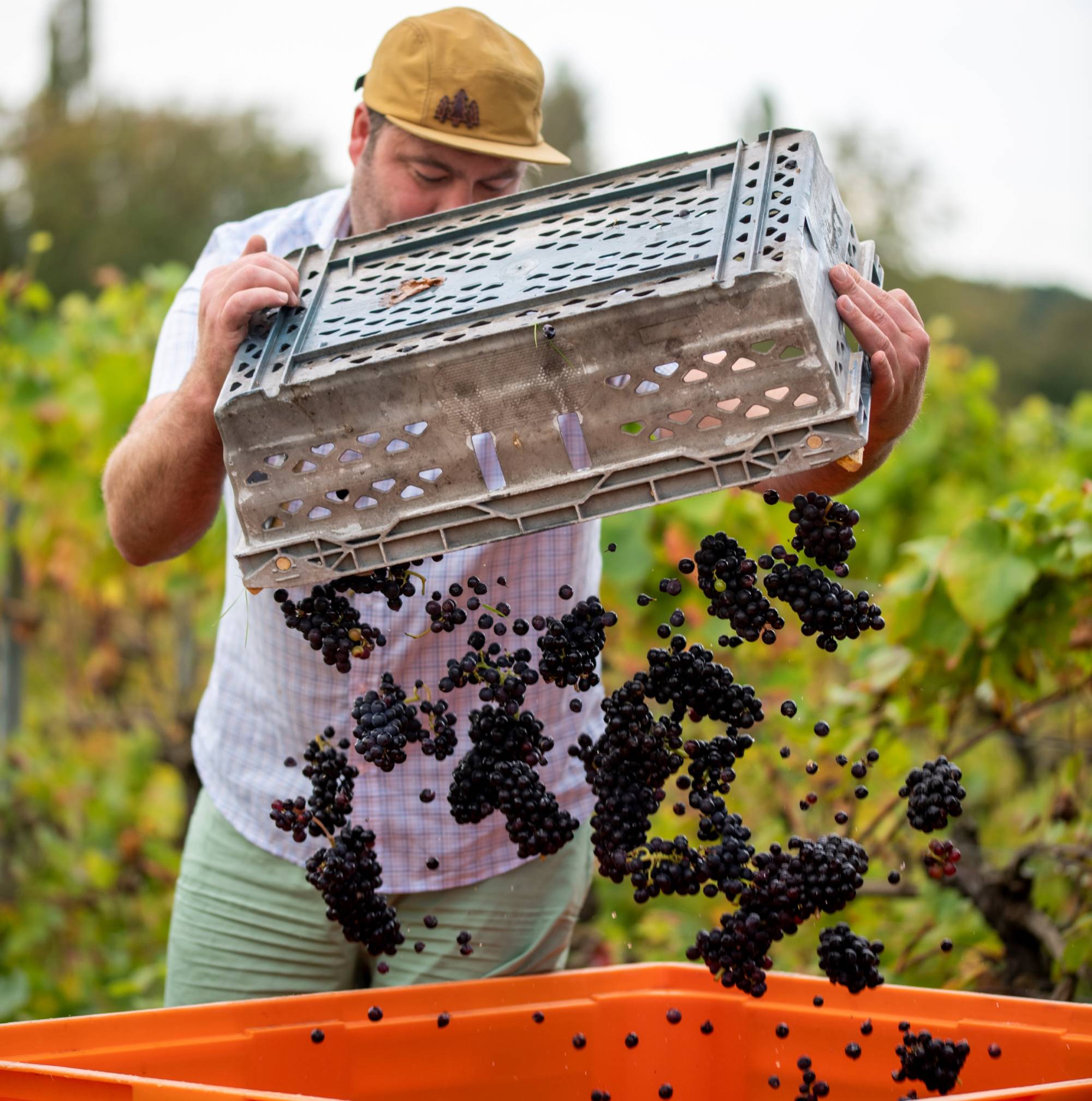 A man is seen emptying a plastic trough of red wine grapes into a larger orange bucket.