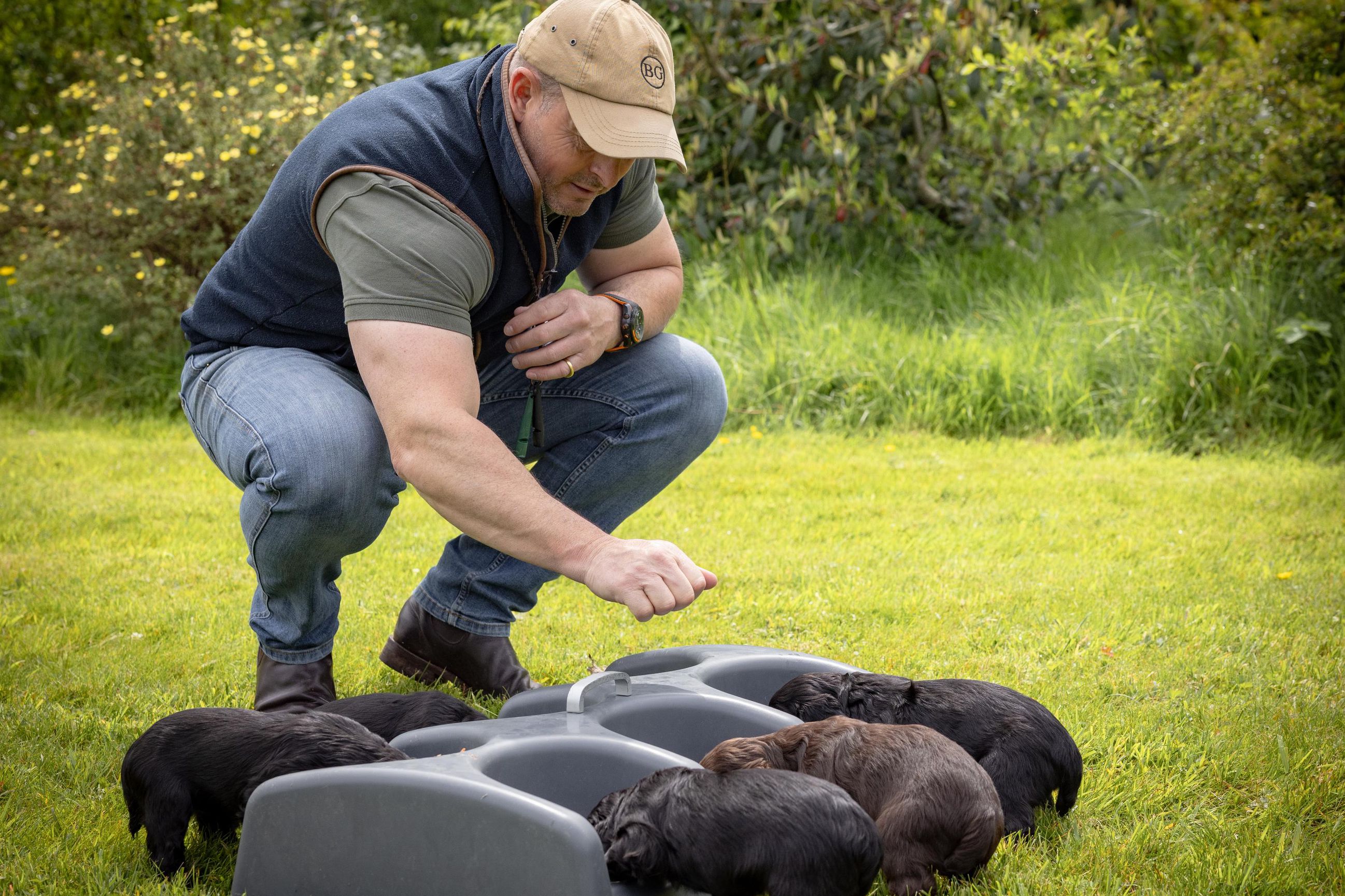 A man is seen crouched down while feeding 5 puppies. The man wears a beige cap, green tee, navy gilet and denim jeans.