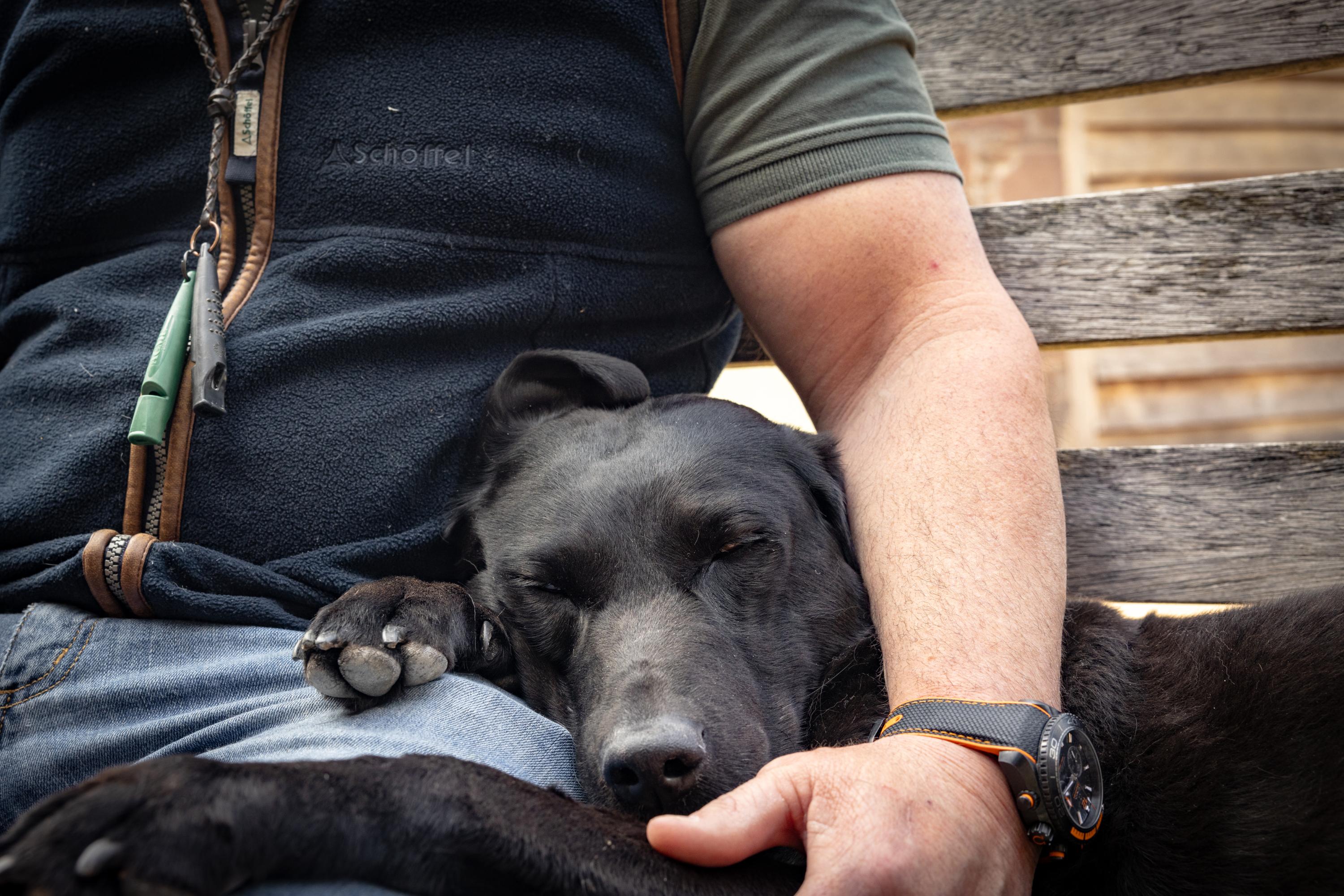 A close-up of a sleeping labrabor dog leaning softly against a mans lap. The man has his arm wrapped around the dog gently.